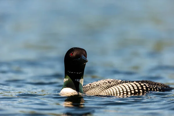 Nahaufnahme Der Schönen Stockente Auf Dem See — Stockfoto