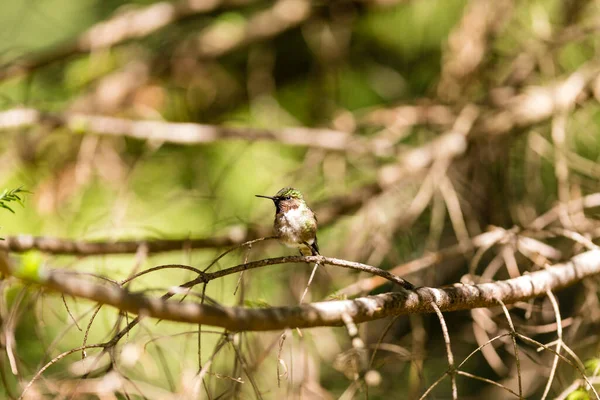 Nahaufnahme Eines Schönen Wildvogels Der Auf Einem Ast Hockt — Stockfoto