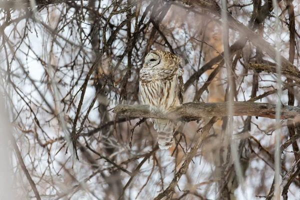 Primo Piano Colpo Bella Civetta Habitat Naturale — Foto Stock