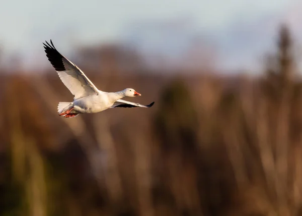 美丽的野生鹅在大自然中飞翔的风景照片 — 图库照片