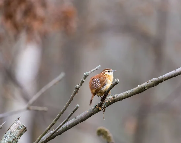 枝の上に広がる美しい野鳥のクローズアップ — ストック写真