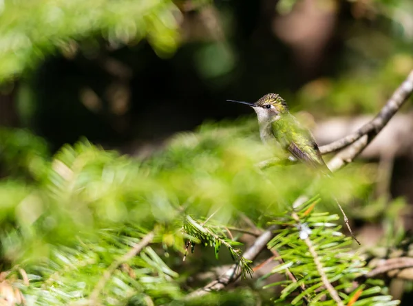 Primo Piano Bellissimo Uccello Selvatico Appollaiato Ramo — Foto Stock