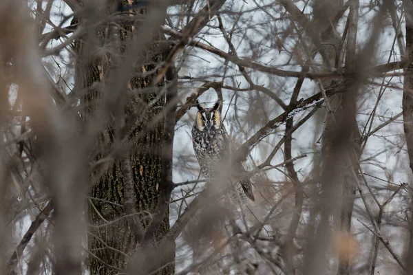 Gros Plan Belle Chouette Dans Habitat Naturel — Photo