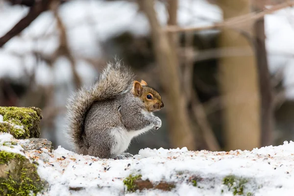 Primo Piano Adorabile Scoiattolo Habitat Naturale — Foto Stock