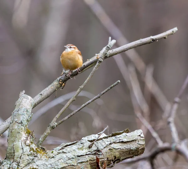 枝の上に広がる美しい野鳥のクローズアップ — ストック写真