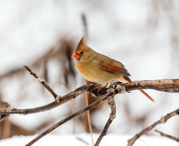 Kuzey Amerika Kuşunun Kardinal Ağaç Dalına Tünediği Yakın Çekim — Stok fotoğraf