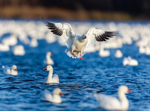天然栖息地中的大群白鹅 — 图库照片