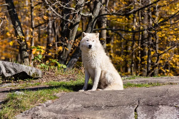 Närbild Bild Vacker Vit Varg Naturen — Stockfoto