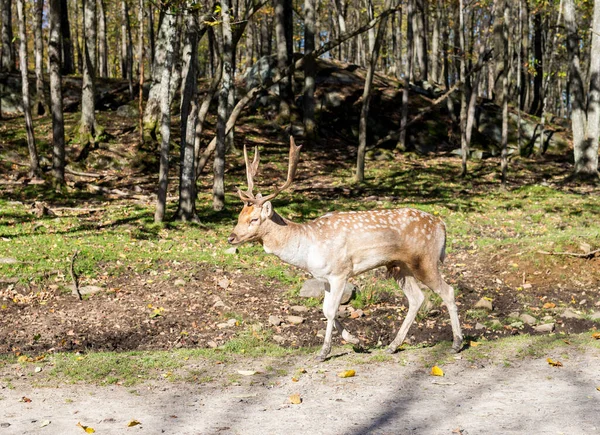 Güzel Kızıl Geyik Lkbahar Günü Ormanda — Stok fotoğraf