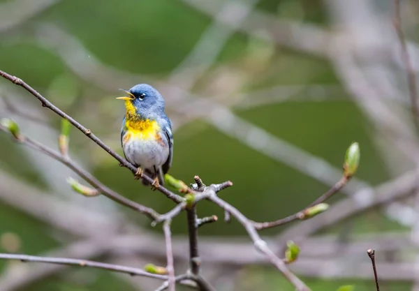 Close Beautiful Wild Bird Perching Branch — Stock Photo, Image