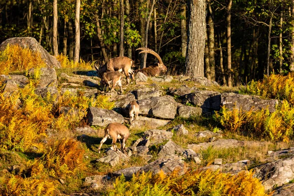 Szenische Aufnahme Einer Gruppe Wilder Ziegen Bergwald Herbst — Stockfoto