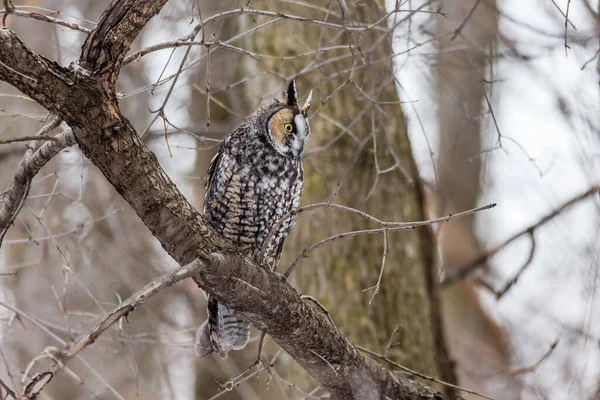 Gros Plan Belle Chouette Dans Habitat Naturel — Photo