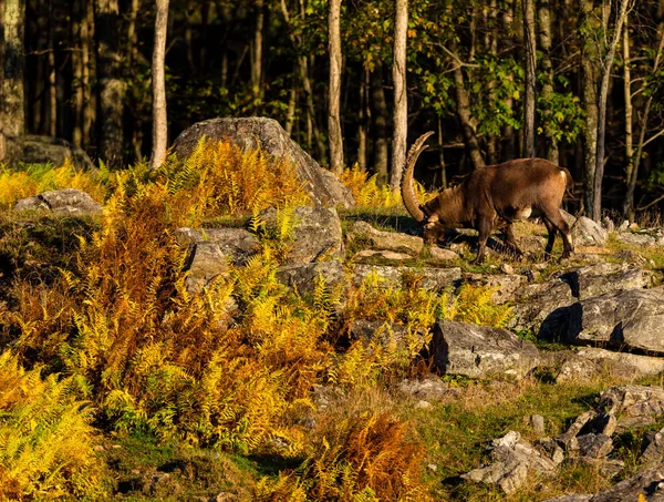 Aussichtsreiche Aufnahme Von Wildziegen Bergwald Herbst — Stockfoto