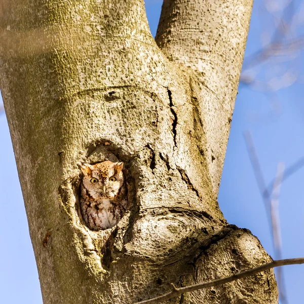 Close Shot Beautiful Owl Natural Habitat — Stock Photo, Image