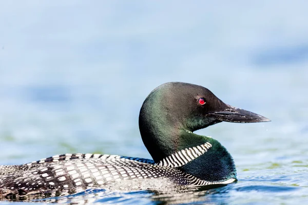 Close Tiro Belo Pato Reais Lago — Fotografia de Stock