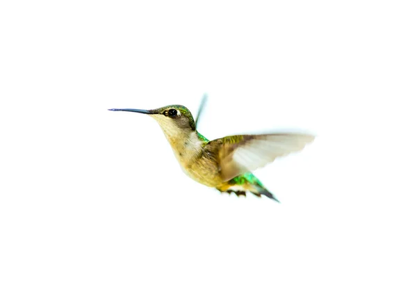 Zblízka Záběr Krásné Kolibřík Bílém Pozadí — Stock fotografie