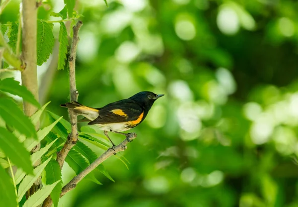 Close Beautiful Wild Bird Perching Branch — Stock Photo, Image