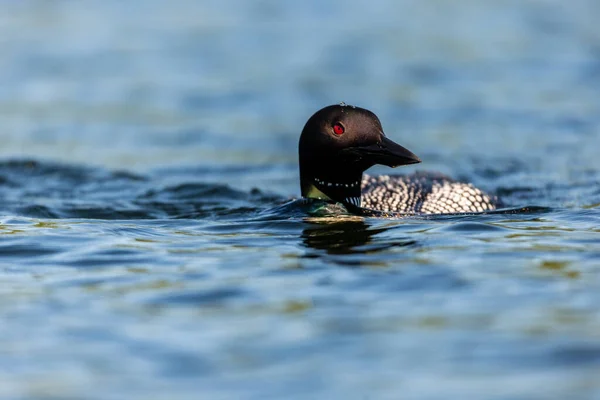 Close Tiro Belo Pato Reais Lago — Fotografia de Stock