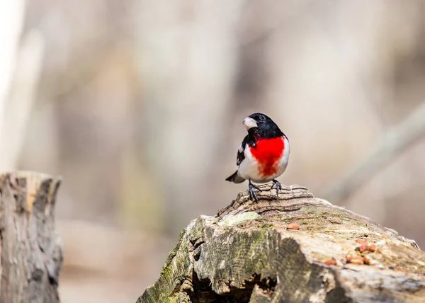 Tahtaya Tüneyen Güzel Vahşi Kuşun Yakın Çekimi — Stok fotoğraf