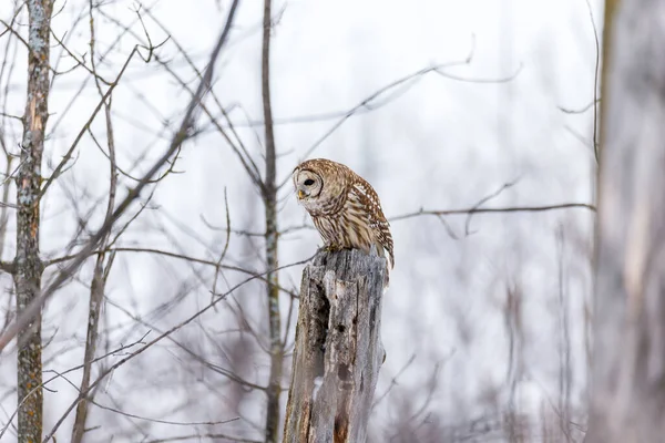 Närbild Vacker Uggla Naturlig Miljö — Stockfoto