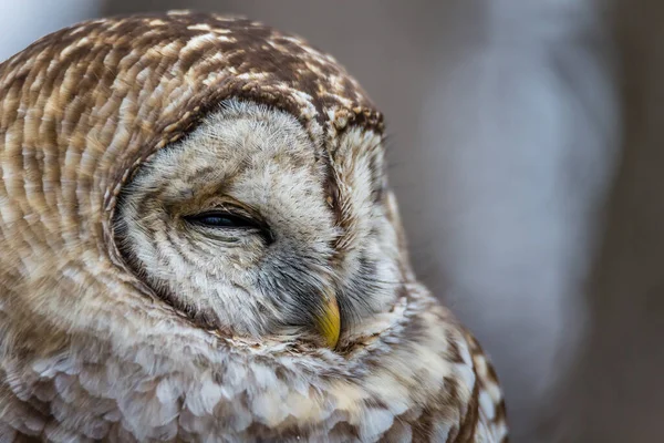 Close Shot Beautiful Owl Natural Habitat — Stock Photo, Image