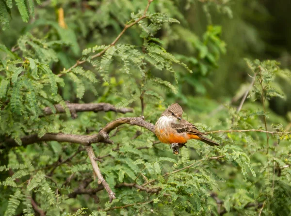 Close Shot Bird Green Forest — Fotografia de Stock