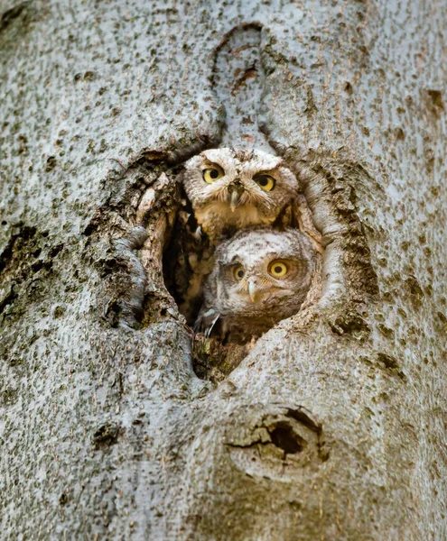 Gros Plan Belle Chouette Dans Habitat Naturel — Photo