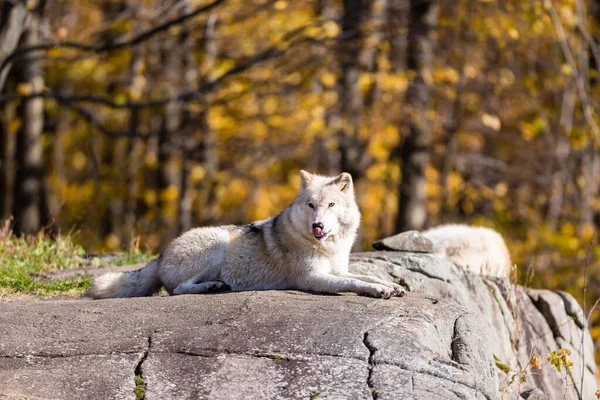 美丽的白狼在大自然中的特写 — 图库照片