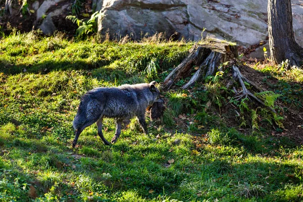 Aussichtsreiche Aufnahme Des Wilden Schwarzen Wolfes Mit Seiner Beute Natürlichem — Stockfoto