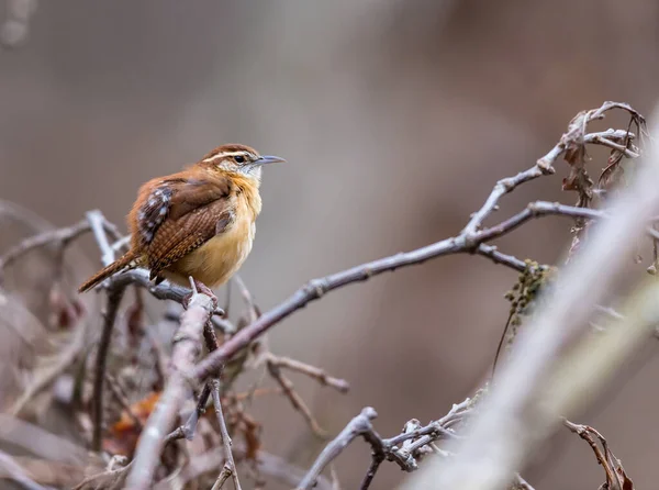 Close Beautiful Wild Bird Perching Branch — Stock Photo, Image