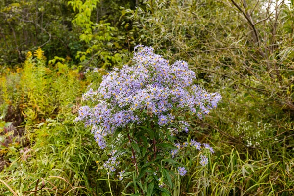 Närbild Skott Vackra Lila Fält Blommor Ängen — Stockfoto