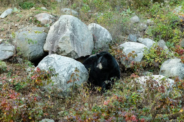 Scénický Záběr Krásné Grizzly Medvěd Přírodě — Stock fotografie