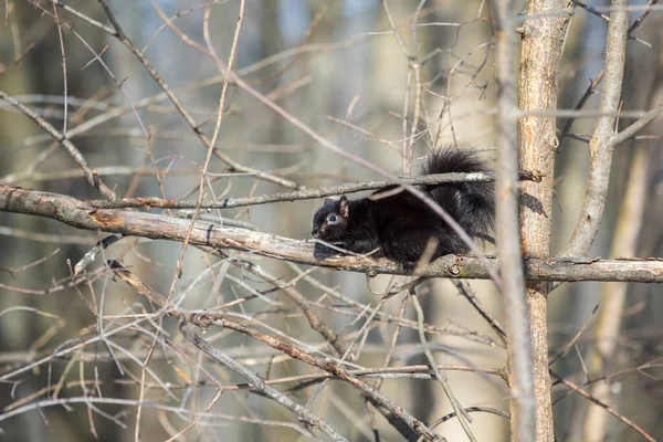 Nahaufnahme Von Schönen Süßen Eichhörnchen Wald — Stockfoto