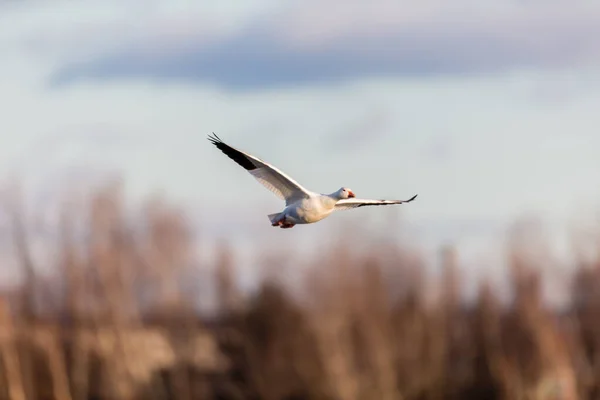 美丽的野生鹅在大自然中飞翔的风景照片 — 图库照片