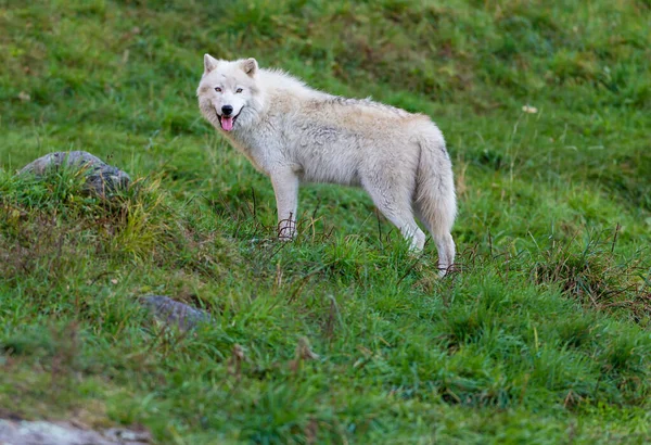 Zbliżenie Strzał Piękny Biały Wilk Przyrodzie — Zdjęcie stockowe