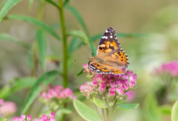 Close Shot Beautiful Butterfly Flower — Stock Photo, Image