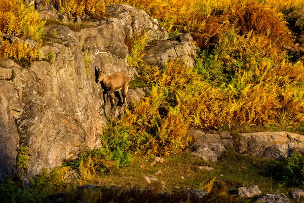 Aussichtsreiche Aufnahme Von Wildziegen Bergwald Herbst — Stockfoto