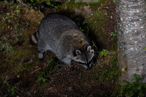 Mapache Tomado Después Anochecer Norte Quebec Canadá — Foto de Stock