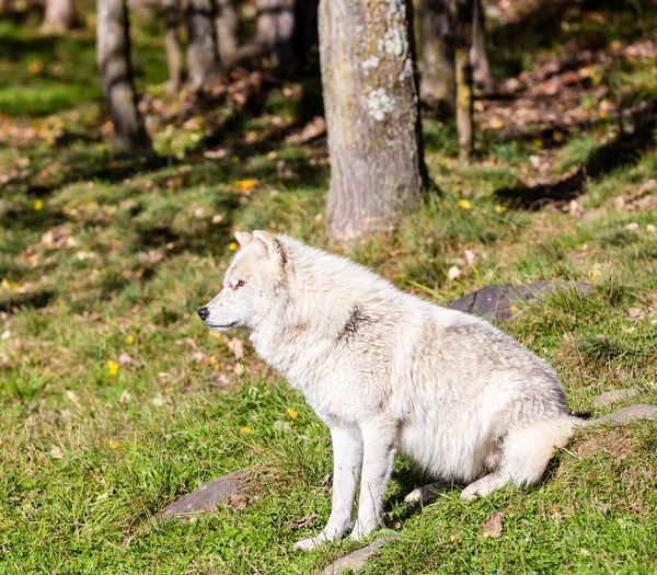 Aussichtsreiche Aufnahme Eines Wilden Weißen Wolfes Wald — Stockfoto