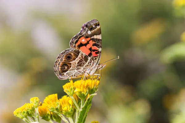 Nahaufnahme Von Schönen Schmetterling Auf Blume — Stockfoto