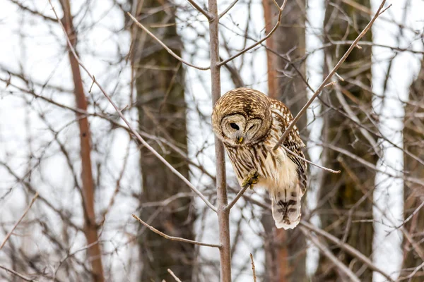 Närbild Vacker Uggla Naturlig Miljö — Stockfoto