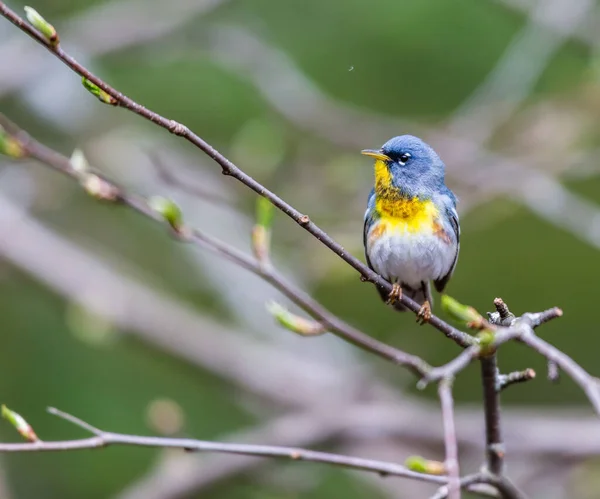 Primer Plano Hermoso Pájaro Salvaje Posado Rama —  Fotos de Stock