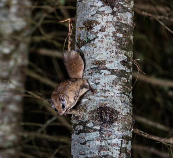 close-up shot of Siberian flying squirrel in forest at night