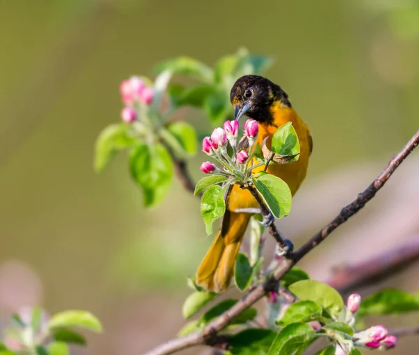 枝の上に広がる美しい野鳥のクローズアップ — ストック写真