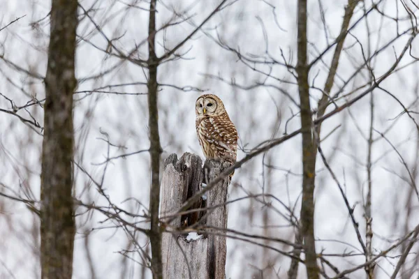 Närbild Vacker Uggla Naturlig Miljö — Stockfoto