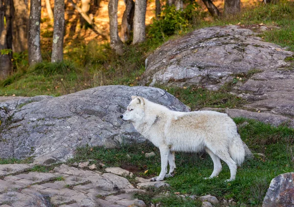 Nahaufnahme Des Schönen Weißen Wolfes Auf Die Natur — Stockfoto