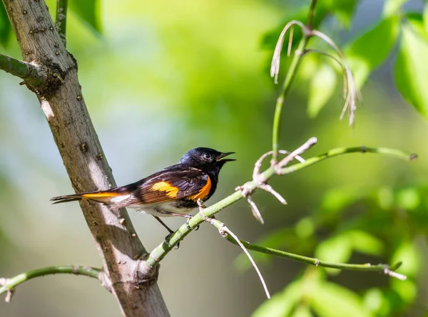 Stock image close-up of beautiful wild bird perching on branch