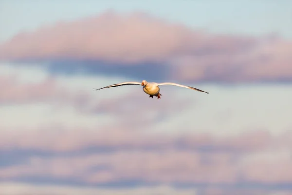 Plano Escénico Ganso Salvaje Hermosa Volando Naturaleza —  Fotos de Stock