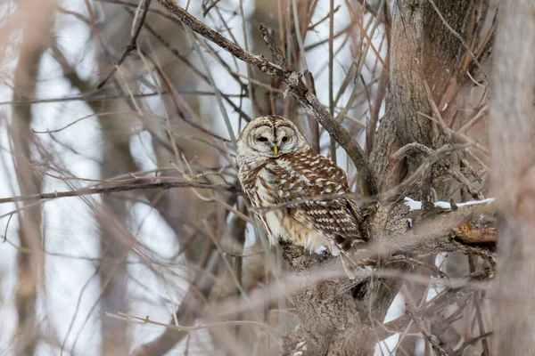 Gros Plan Belle Chouette Dans Habitat Naturel — Photo