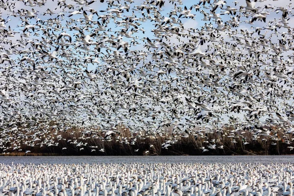 Stor Flock Vita Gäss Naturlig Livsmiljö — Stockfoto